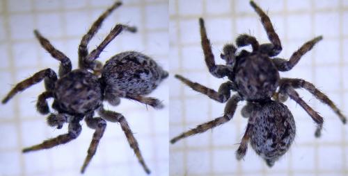 Réf. 247 434 : Attulus pubescens